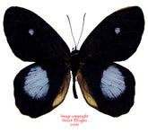 Pierella hortona (Peru) A-