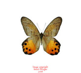 Pierella hyceta (Peru)