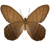 Pierella lamia (Ecuador)