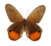 Pierella luna lesbia (Ecuador)