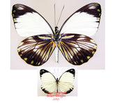 Pieriballia mandela apicalis (Peru)