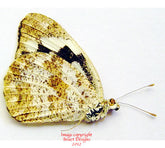 Pieridae sp.1 (Madagascar) A-