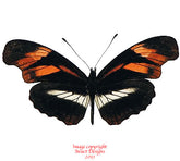 Podotricha telesiphe (Peru)