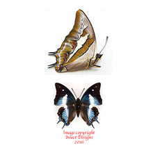 Polyura schreiber luzonicus (Philippines)