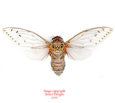 Pomponia imperatoria (Malaysia)