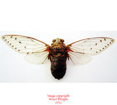 Pomponia imperatoria / imperator (Thailand) A-