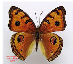 Precis almana (Philippines) A-