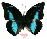 Prepona demophon (Peru)