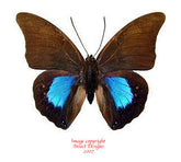Prepona chromus (Peru)