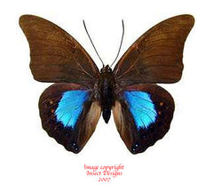 Prepona chromus (Peru)