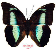 Prepona demophon (Colombia) - male