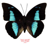 Prepona demophon (Colombia) - female A2