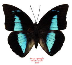 Prepona demophon (Colombia) - female A2