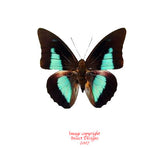 Prepona laertes (Peru)