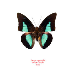 Prepona laertes (Peru)