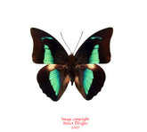 Prepona meander (Peru)