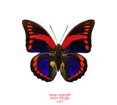 Prepona praeneste (Peru)