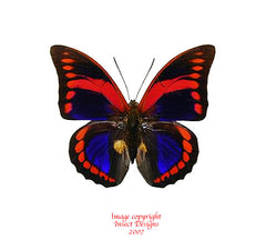 Prepona praeneste (Peru)