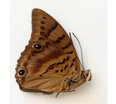 Prepona werneri (Ecuador) - rare, one only