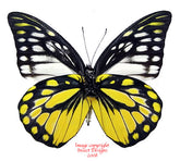 Prioneris thestylis (Malaysia)