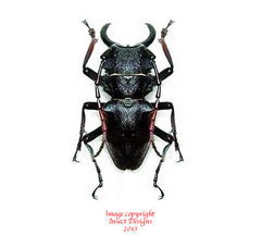 Prionocalus cacicus (Peru)