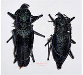 Psalidognathus friendi (Peru) - pair