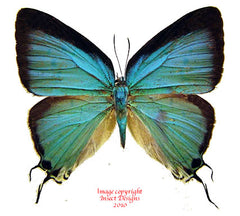 Pseudolycaena damo (Peru)