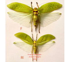 Pseudophyllus nerifolius (Java) - female
