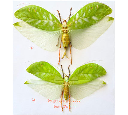 Pseudophyllus onomarchus (Java) - male