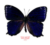 Ptychandra lorquinni lorquinni (Philippines) A-