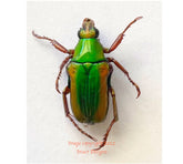 Pygora ignita (Madagascar)