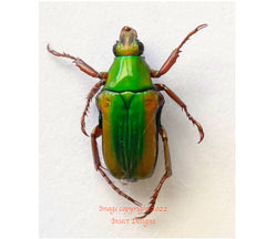 Pygora ignita (Madagascar)