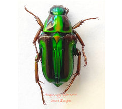 Pygora lenoncina (Madagascar)