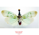 Pyrops clavata (Thailand)