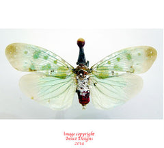 Pyrops clavata (Thailand)