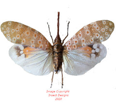 Pyrops oculata (Malaysia)