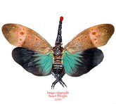 Pyrops pyrorhyncha (Malaysia)