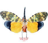 Pyrops spinolae (Thailand)