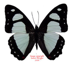 Pyrrhogyra otalais (Peru)