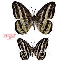 Ragadia luzonia luzonia (Philippines) A2
