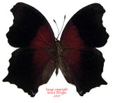 Rhinopalpa polynice (Philippines) A2