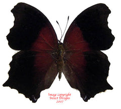 Rhinopalpa polynice (Philippines) A2