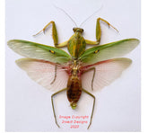 Rhomborrdena basalis (Malaysia)