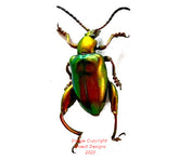 Sagra femoralis (Java)