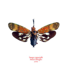 Saiva bullata (Thailand)