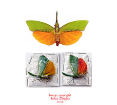 Saiva cultellata (Malaysia)