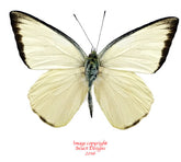 Saletara panda nathalia (Philippines)