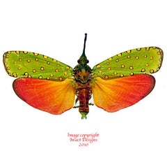 Saiva cardinalis (Thailand)