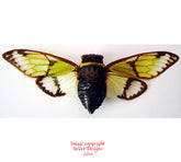 Salvazana mirabilis (Laos) A-