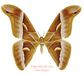 Samia insularis (Malaysia) - pair